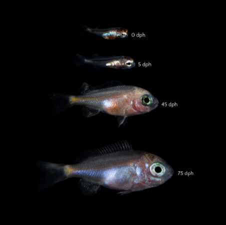 AcanthochromisPolyacanthus
