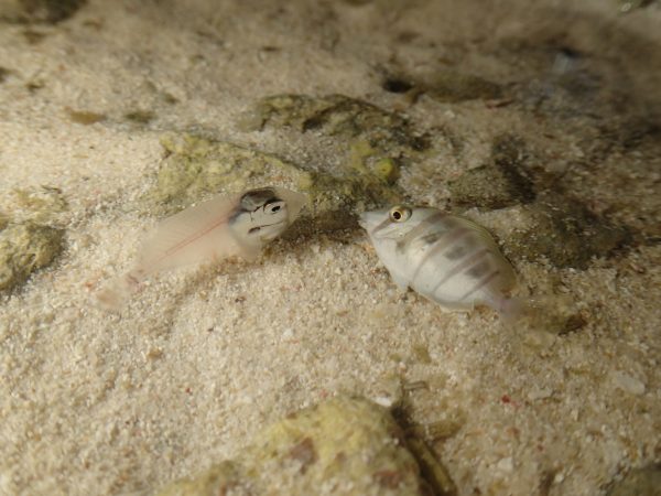 Larva and juvenile manini