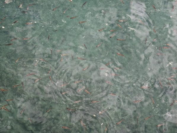 PlasticPollution&Fish