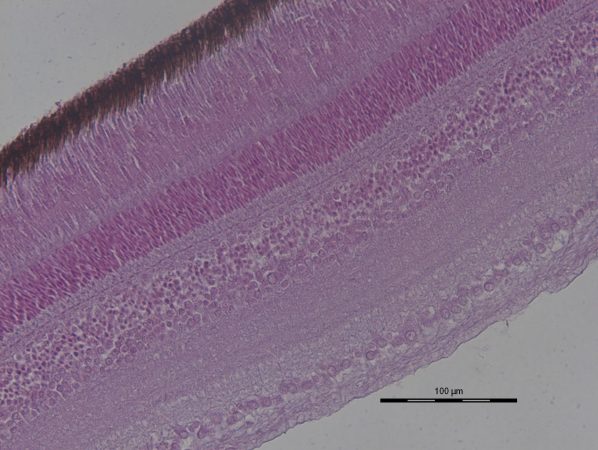 RetinaSection